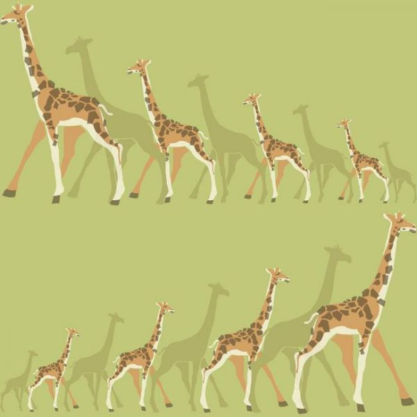 Papel de Parede dwell Studio DW2364